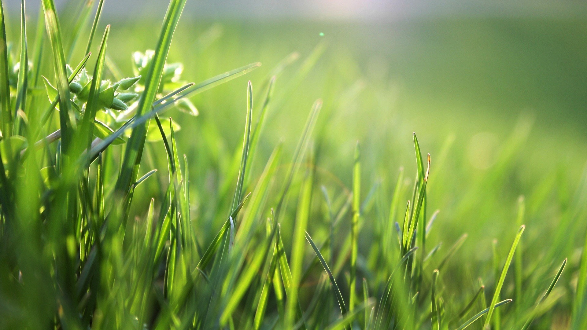 Healthy, evenly cut turf across a property