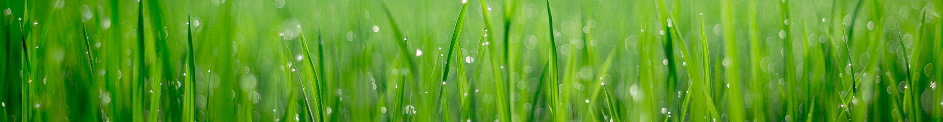 Maintained lawn and property in the Illinois Valley